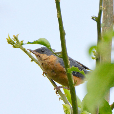 Rusty Flowerpecker